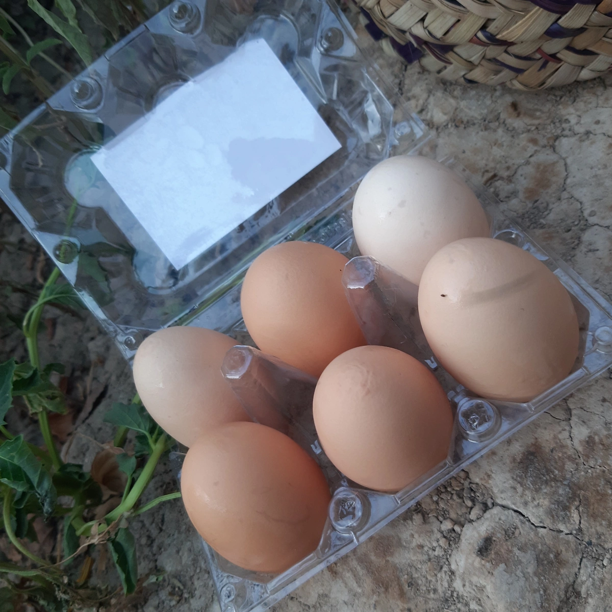 تخم مرغ محلی دو زرده 6عددی امگا