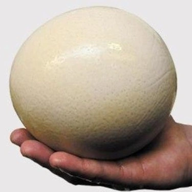 تخم شتر مرغ